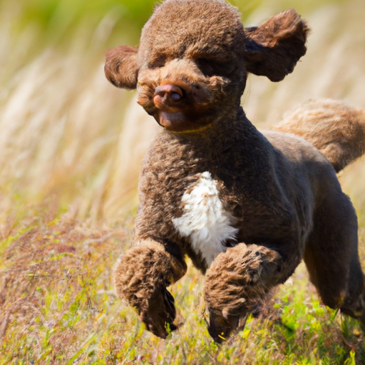 10 Fascinating Dog Breeds Youve Probably Never Heard Of