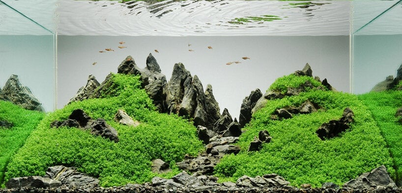 Aesthetic Aquascaping: Designing Stunning Underwater Landscapes