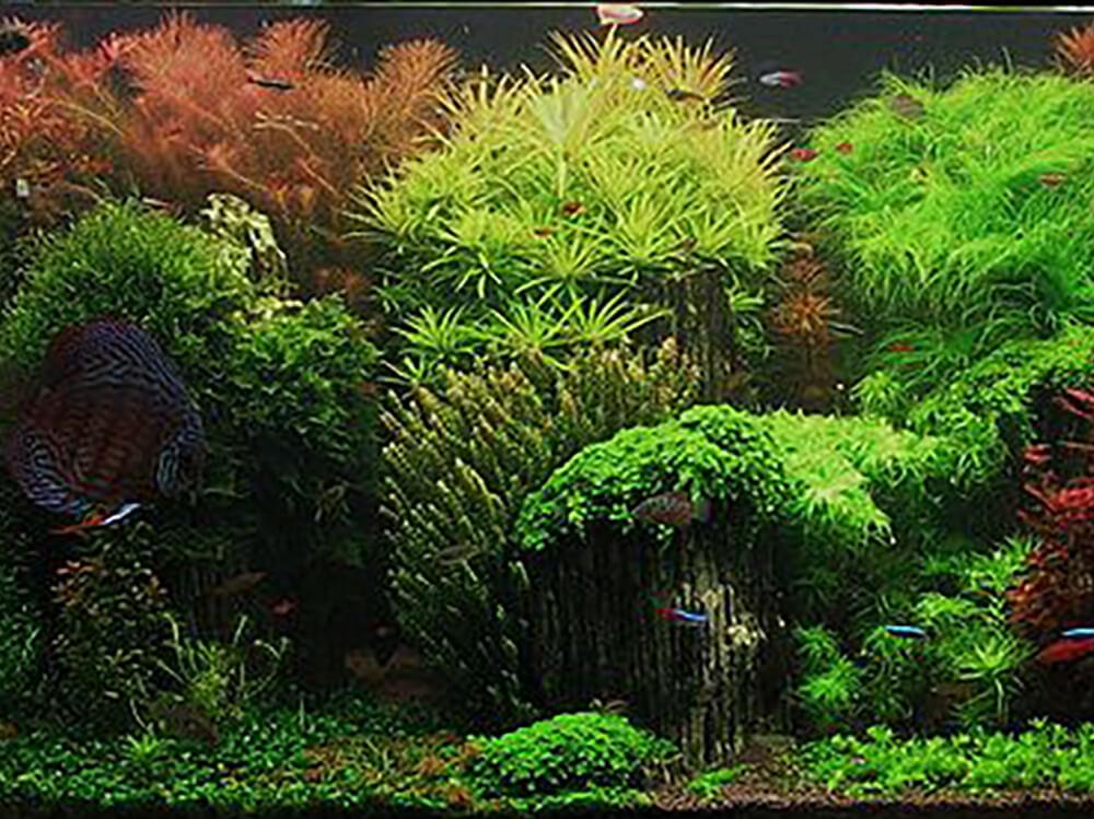 Aquatic Plant Care: Adding Greenery To Your Fish Tank