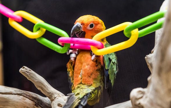 Avian Enrichment: Stimulating Toys And Activities For Happy Birds