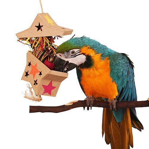 Avian Enrichment: Stimulating Toys And Activities For Happy Birds