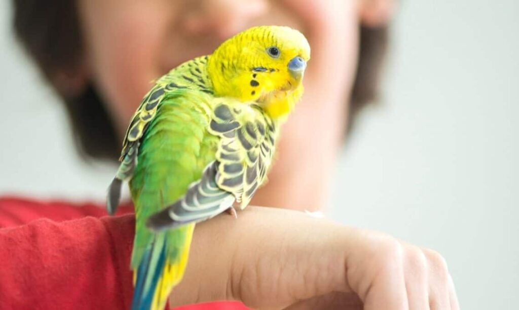 Bonding With Your Bird: Strengthening Your Connection Through Interaction