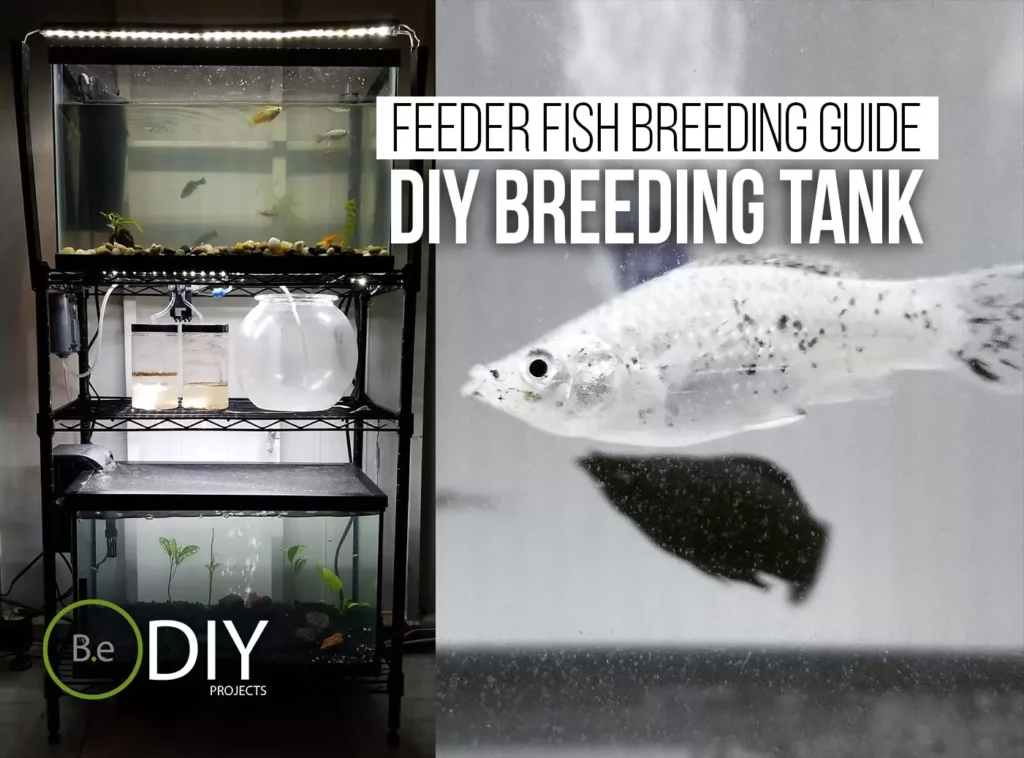 Breeding Fish At Home: Tips For A Successful Fish Breeding Project
