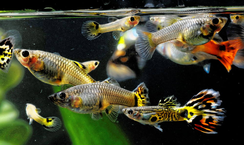 Breeding Fish At Home: Tips For A Successful Fish Breeding Project