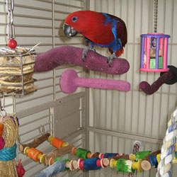 Cage Setup 101: Creating The Perfect Environment For Your Bird