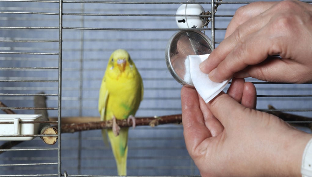 Cage Setup 101: Creating The Perfect Environment For Your Bird