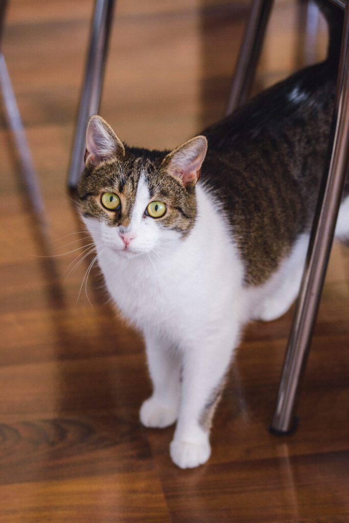 Caring For Multiple Cats: Tips For A Harmonious Multi-Cat Household