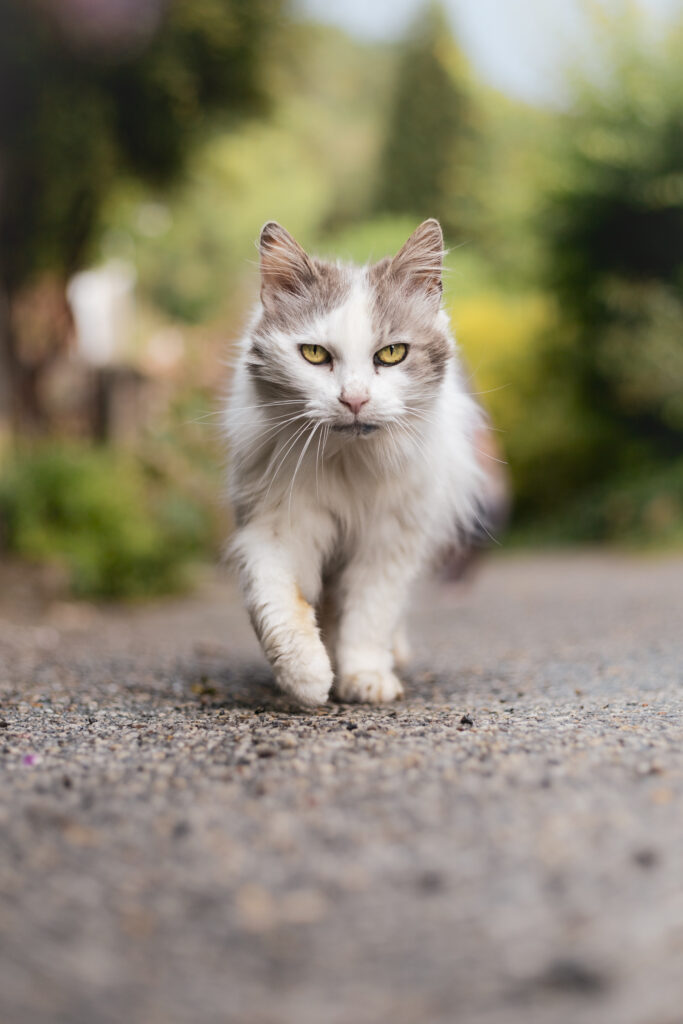 Dealing With Common Cat Health Issues: Recognizing Symptoms And Seeking Veterinary Care