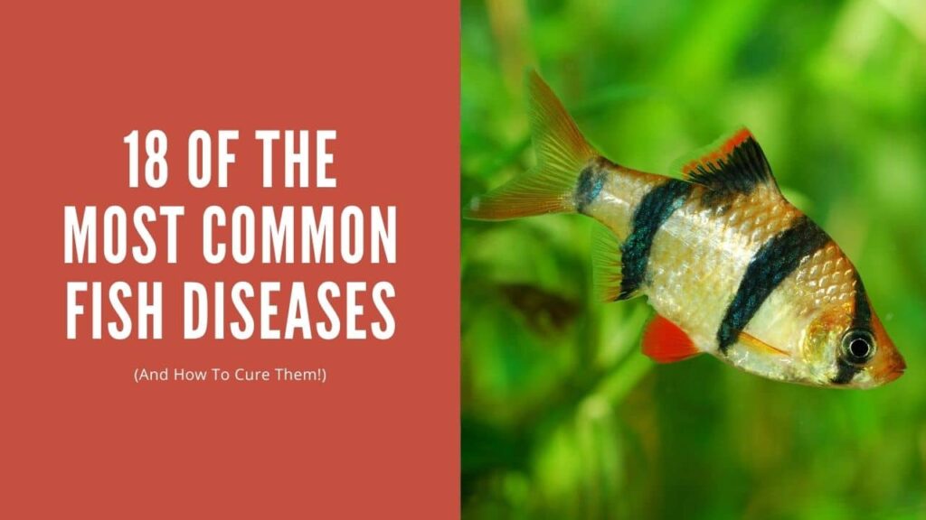 Dealing With Common Fish Diseases: Identification And Treatment