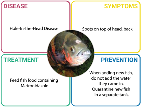 Dealing With Common Fish Diseases: Identification And Treatment