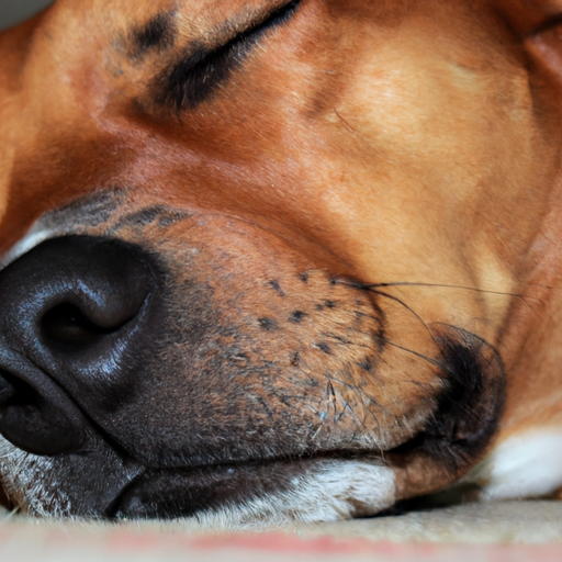 Decoding Dog Dreams: What Science Says About Canine Sleep Patterns
