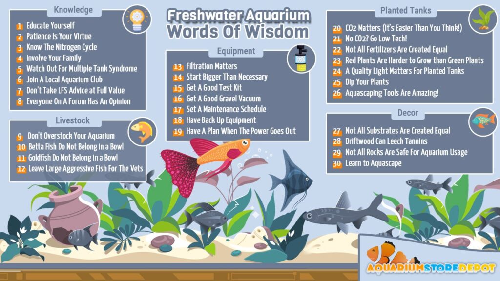 Dive Into The World Of Fish Keeping: A Beginners Guide