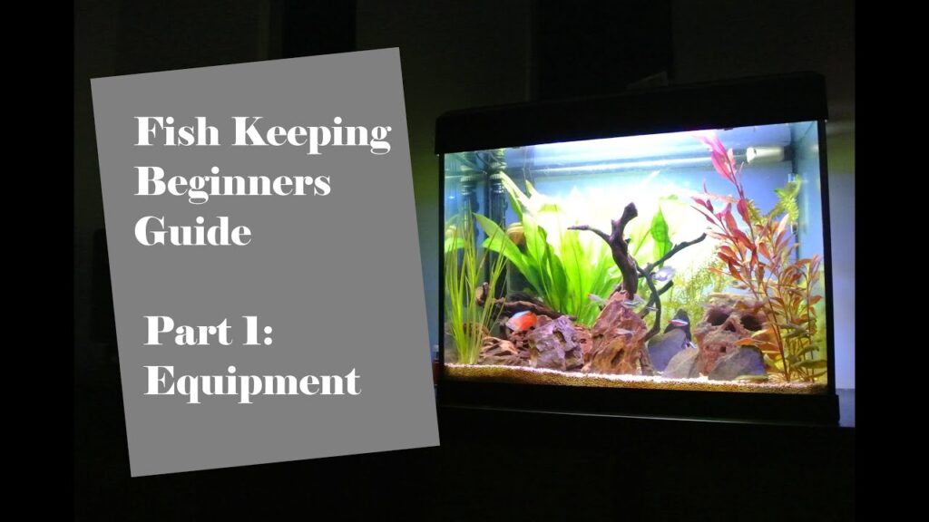 Dive Into The World Of Fish Keeping: A Beginners Guide
