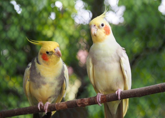 Feathered Companions: A Beginners Guide To Bird Ownership