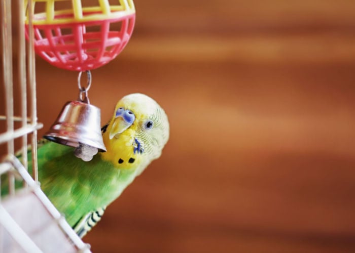 Flight And Freedom: Providing Safe Out-of-Cage Time For Your Bird