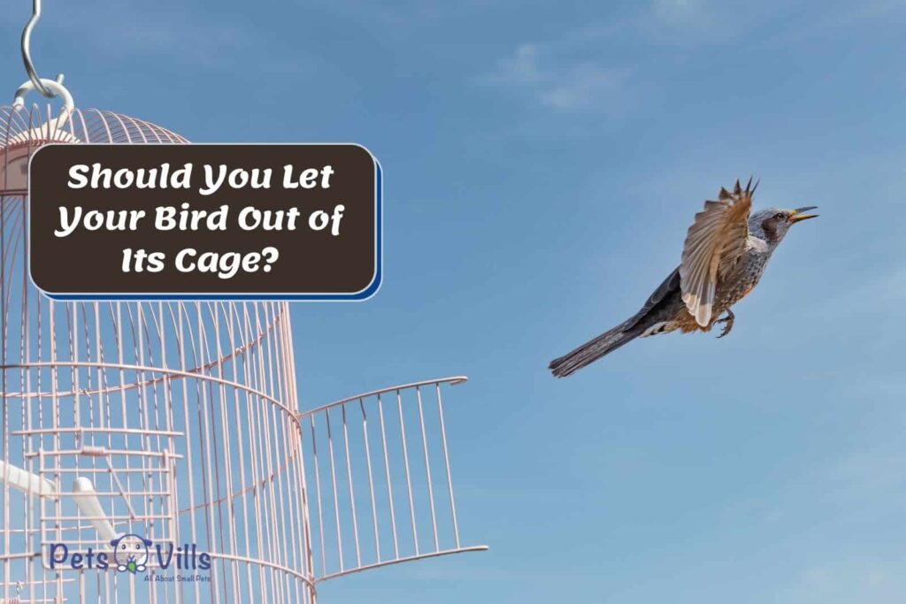 Flight And Freedom: Providing Safe Out-of-Cage Time For Your Bird