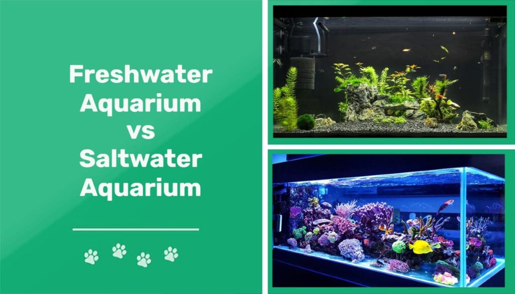Freshwater Vs. Saltwater Aquariums: Pros And Cons Explained