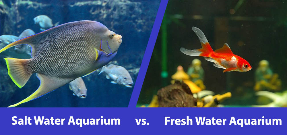 Freshwater Vs. Saltwater Aquariums: Pros And Cons Explained