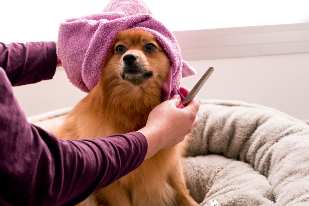 Grooming Guide For Dogs: Brushing, Bathing, Nail Trimming, And Coat Maintenance