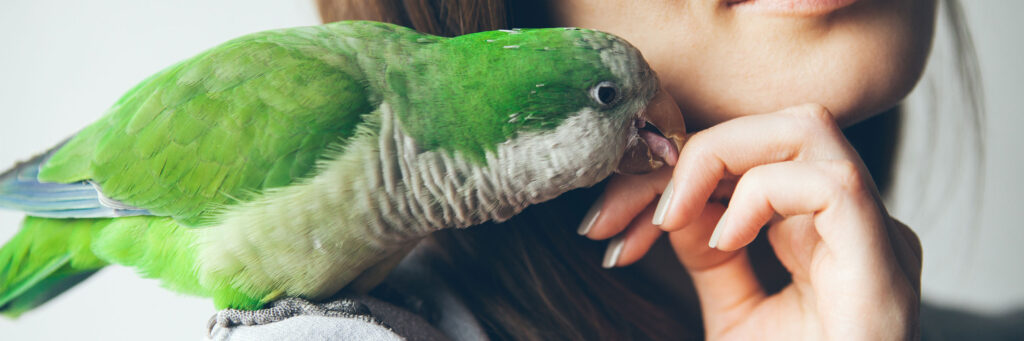 Keeping Pet Birds Healthy: Preventive Care And Veterinary Checkups