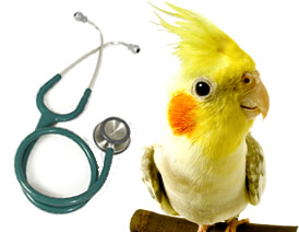 Keeping Pet Birds Healthy: Preventive Care And Veterinary Checkups