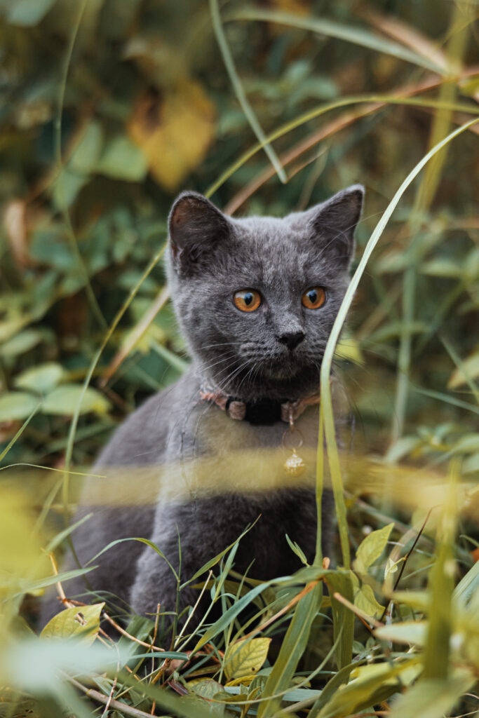 Navigating Cat Allergies: Identifying Triggers And Management Strategies