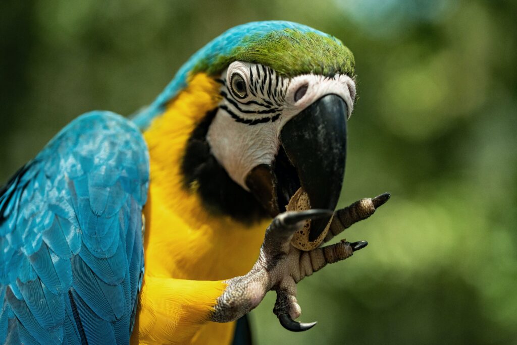 Parrot Enrichment: Interactive Toys And Activities For Stimulating Your Birds Mind