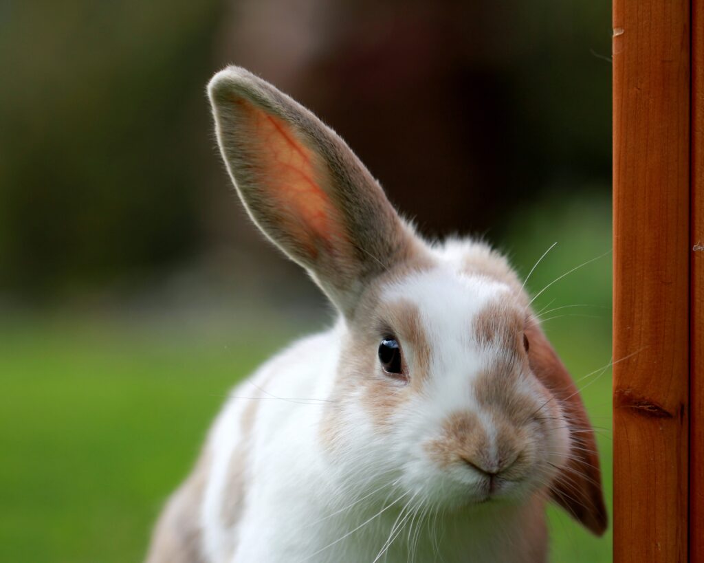 Rabbit Hutch Design: Creating A Safe And Comfortable Home For Your Bunny