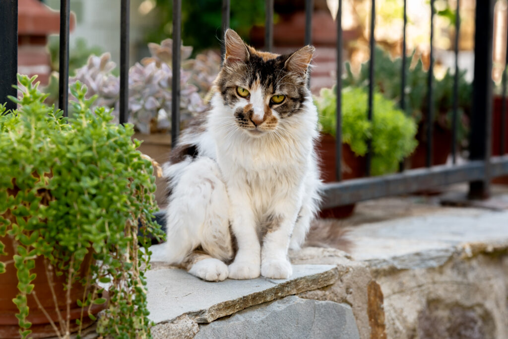 Senior Cat Care: Promoting Comfort And Health In The Golden Years