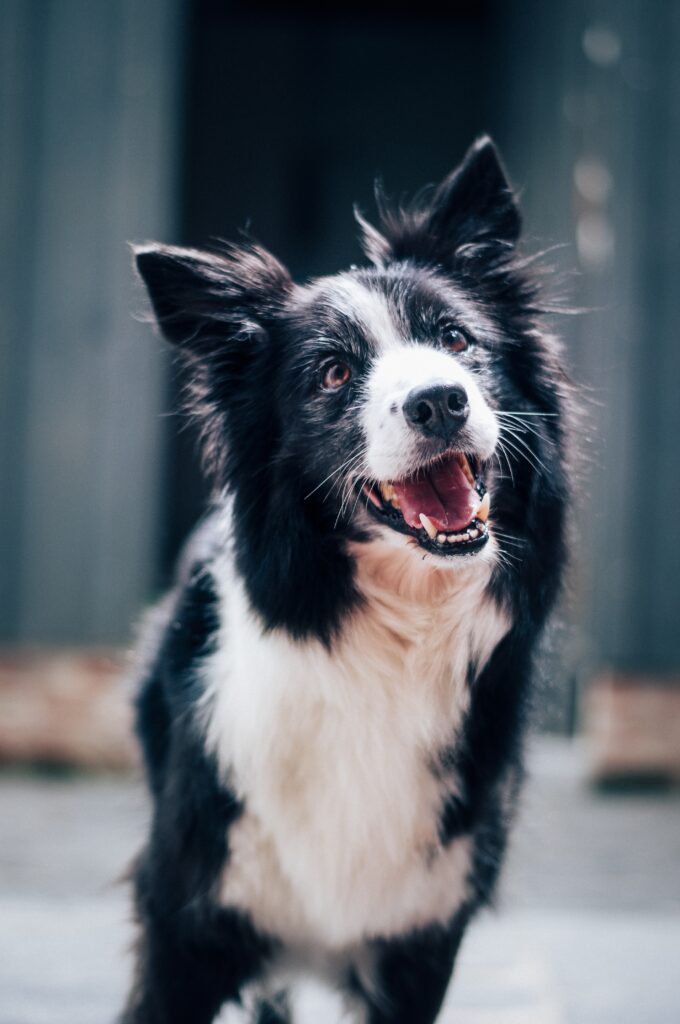Senior Dog Care: Adapting Diet, Exercise, And Healthcare For Aging Canines