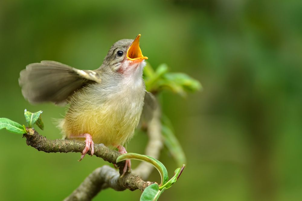 Singing Sweet Melodies: Caring For Songbirds In Your Home