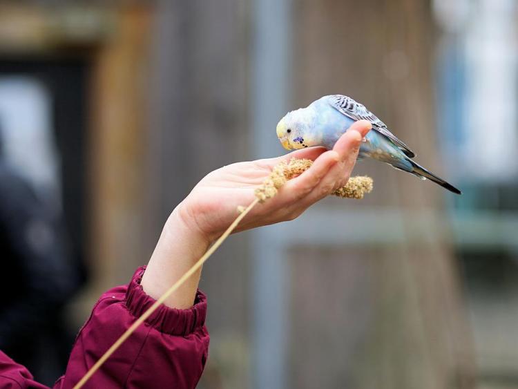 Taming And Training: Building Trust And Teaching Tricks To Your Bird
