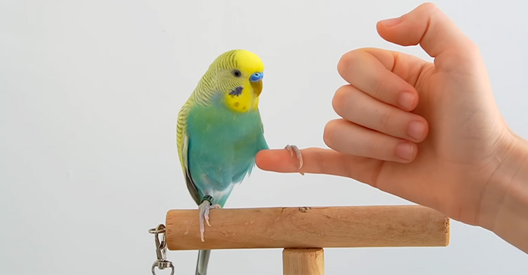 Taming And Training: Building Trust And Teaching Tricks To Your Bird