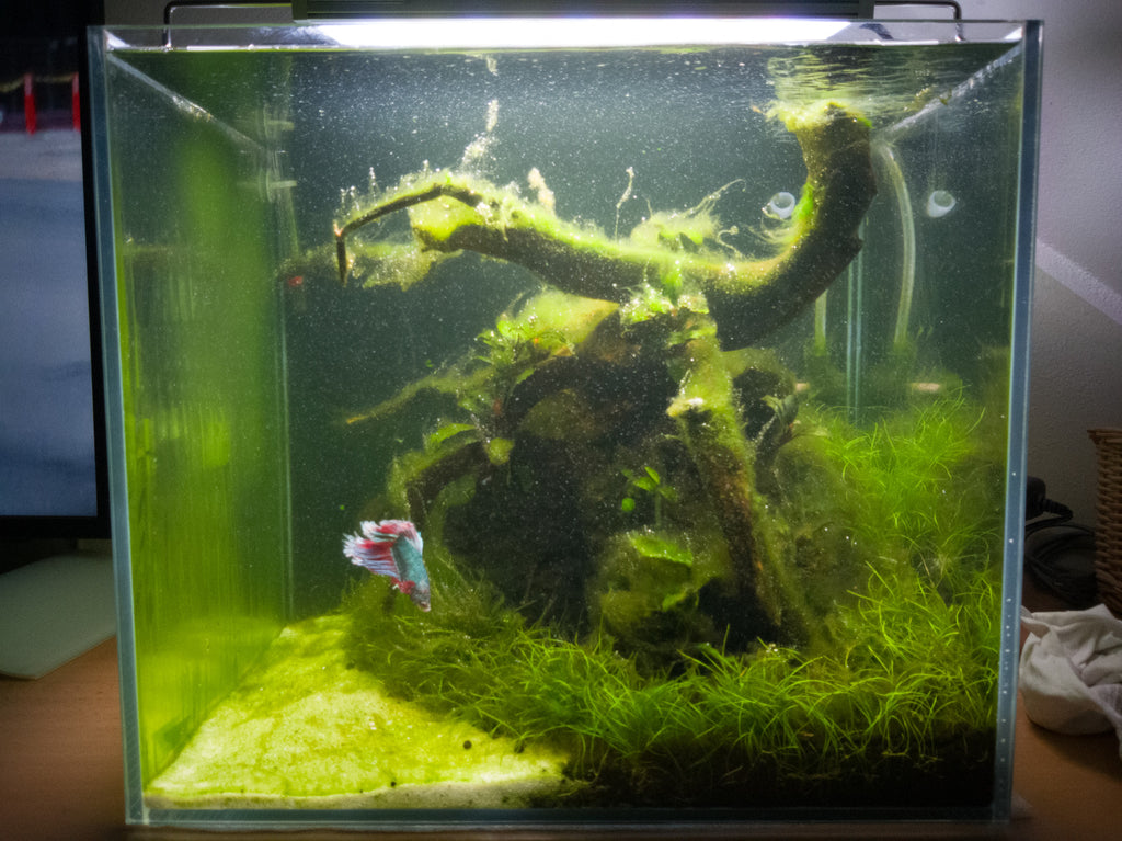 Tank Cycling: Establishing A Stable Environment For Your Fish