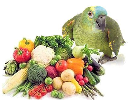 The Right Diet For Your Bird: Nutrition Essentials For A Healthy Life