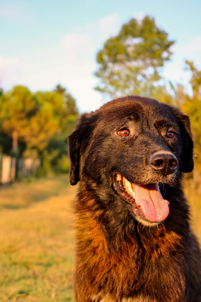 Why Dogs Really Are A Humans Best Friend: The Science Behind It