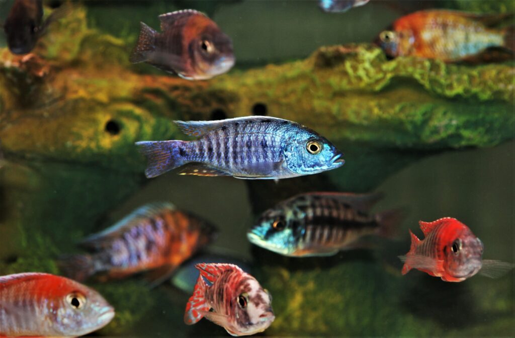 Adding Cichlids To Your Aquarium: Types, Care, And Compatibility