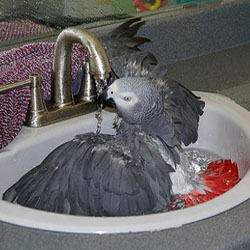 Avian Hygiene: Bathing, Feather Care, And Keeping Your Bird Clean