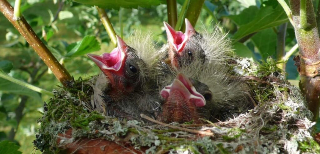 Breeding And Nesting: A Guide To Raising Healthy Bird Chicks
