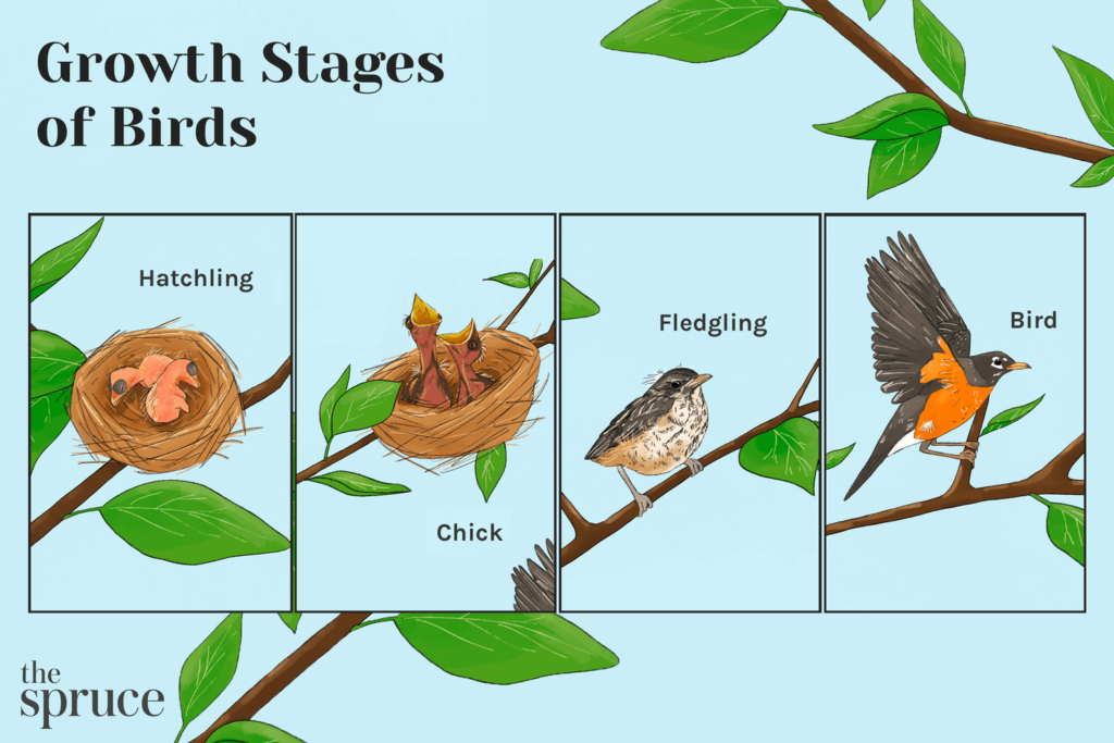 Breeding And Nesting: A Guide To Raising Healthy Bird Chicks