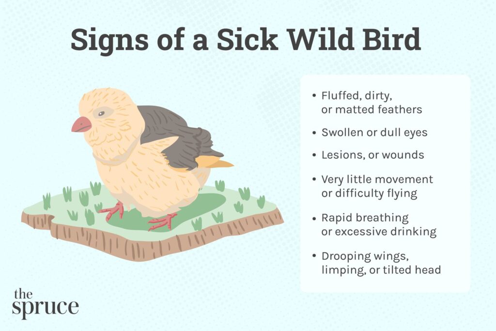 Common Bird Health Issues: Recognizing Symptoms And Seeking Treatment