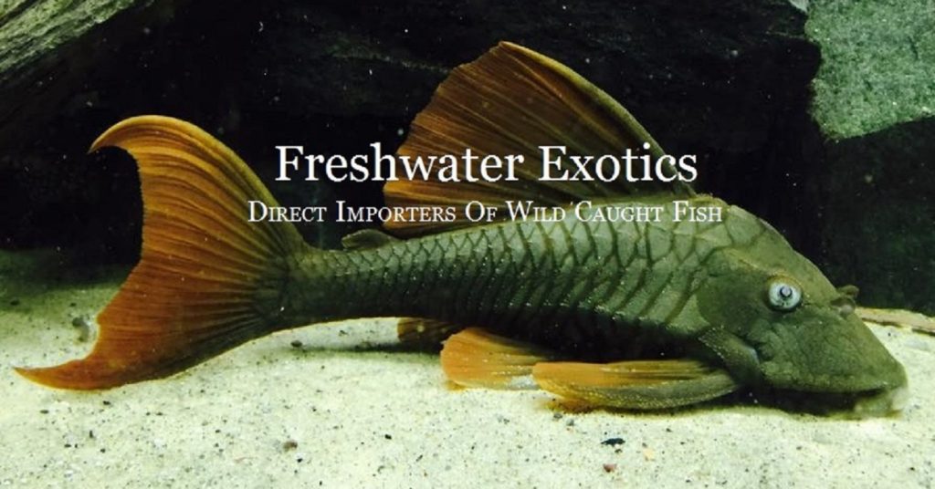 Exploring Exotic Species: Unique And Uncommon Fish For Enthusiasts