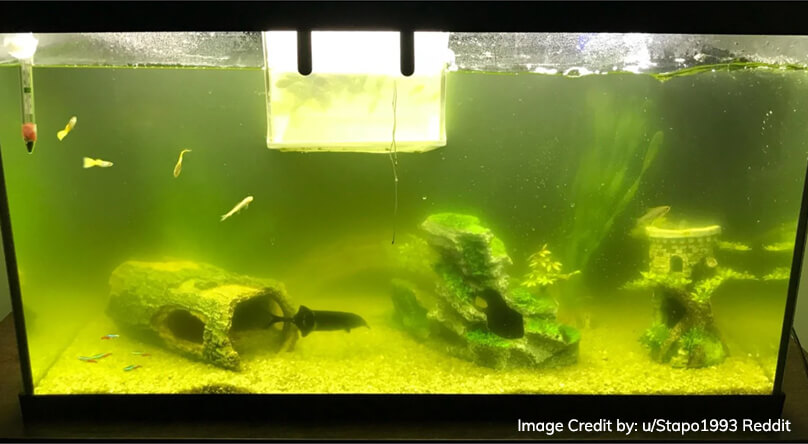 Managing Algae Growth In Your Fish Tank: Strategies For Prevention