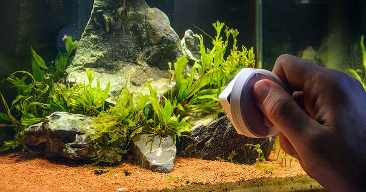 Managing Algae Growth In Your Fish Tank: Strategies For Prevention