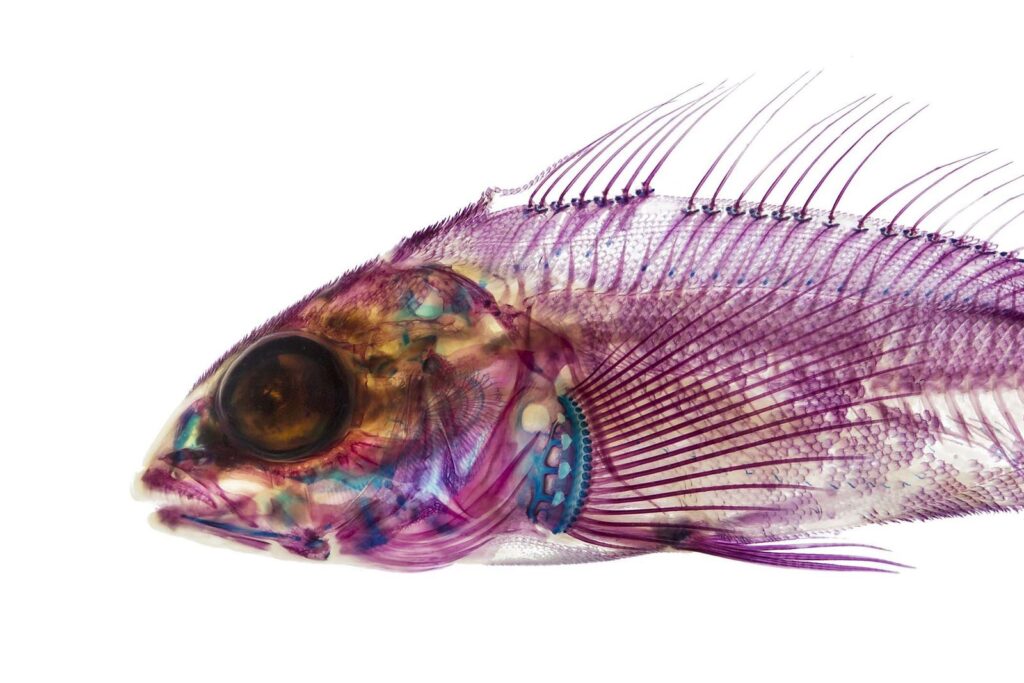The Art Of Fish Selection: Choosing Healthy And Vibrant Specimens